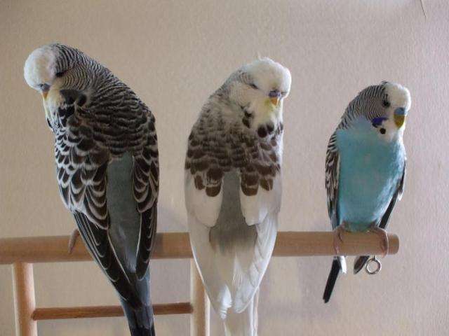 Types Of Budgies